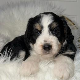 Mittens - Tri-color male Bernedoodle puppy in Beecher, Illinois from Erica’s Doodles