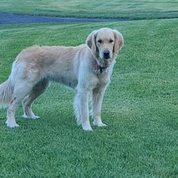 Ava - Golden Retriever puppy in Challis, Idaho from Garden Creek Goldens