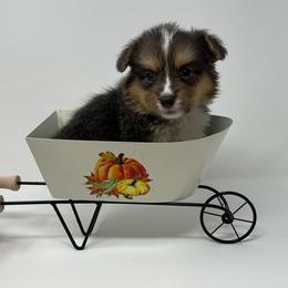 Earl - Blue male Pembroke Welsh Corgi puppy in Waco, Texas from The Comma Corgis