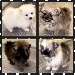 Pomeranian Puppies from Whippoorwill Pomeranians