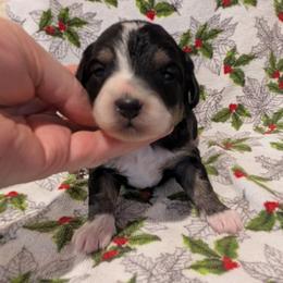 Teton - male Australian Mountain Doodle puppy in Placerville, California from Quartz Mountain Doodles