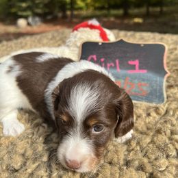 Vienna-girl 1 - Piebald female Dachshund puppy in Bigfork, Minnesota from Dachshunds Up North