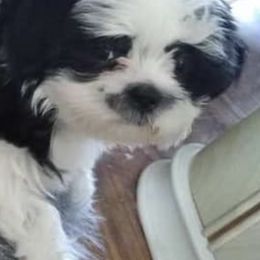 Shih Tzus from Fur Shih Tzu