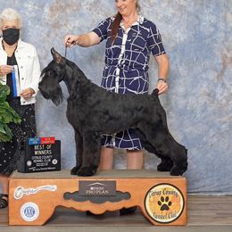 PrimRose - Giant Schnauzer