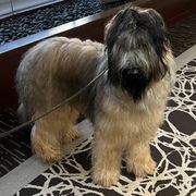 Biewer Terriers and Briards from Aladax Briards