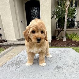 Girl 1 - Apricot female Goldendoodle puppy in San Diego, California from Goldendoodles & Poodles of San Diego