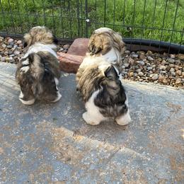 Shih Tzu Puppies from Willow Lane Shih Tzus