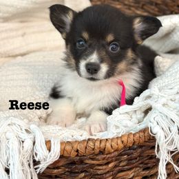 Pembroke Welsh Corgi Puppies from Sarah Ledford