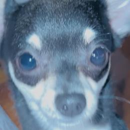 Nori - Chihuahua