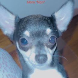 Nori - Chihuahua