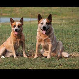 ""Rip" parents" Australian Cattle Dog Puppies from LoveAHeeler