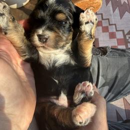 Banjo - Tri-color male Bernedoodle puppy in Pittsburg, Illinois from Doodles on Rock Creek