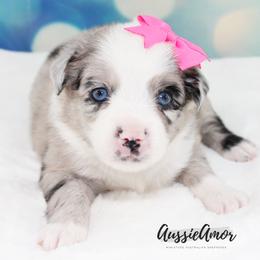 Bi Blue Merle 2 blue eyes - Blue merle female Miniature Australian Shepherd puppy in Pinehurst, Texas from Aussie Amor