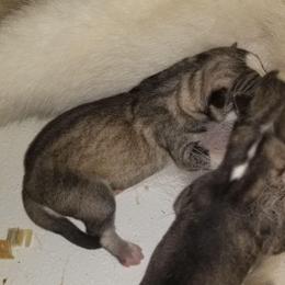 Girl 2 (no spots) - Gray and white female Siberian Husky puppy in Mccool Junction, Nebraska from Sininger Lagoon