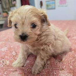 Sophia - Cream female Maltipoo puppy in Boston, Kentucky from MountCarmelPuppies