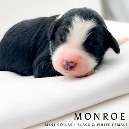 Monroe - female Australian Mountain Doodle puppy in Tipton, Indiana from Country Creek Doodles