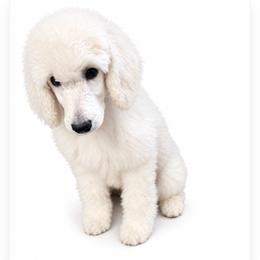 Earth - White female Poodle puppy in Greenwich, New York from MizzElle’s Standard Poodles