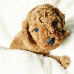 Mac - Red Cavapoo puppy in Warrensburg, Missouri from Supreme Doodles