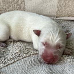 Luca - White male Siberian Husky puppy in Union Grove, Alabama from Southern Siberian Life