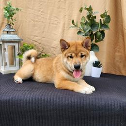 Ace - Red male Shiba Inu puppy in Illinois from Precious-Puppies