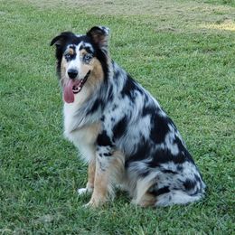 Max - Australian Shepherd