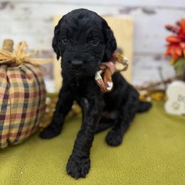 Skipper - Black male Springerdoodle puppy in Lisbon, Ohio from Willow Lane Doodles