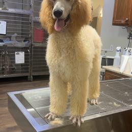 Girl 1 - Cream female Poodle puppy in Whigham, Georgia from Moonlight Poodles