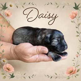 Daisy - Salt and pepper female Miniature Schnauzer puppy in Pendleton, South Carolina from Lap Happy Schnauzers