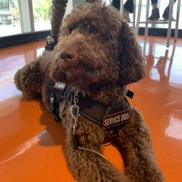 Australian Cobberdog All Grown Up from Lively Acres Cobberdogs