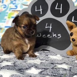 Chihuahua puppies from Mystic Angels Chihuahuas