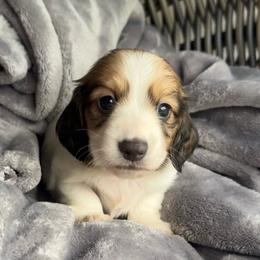 Girl 2 - Piebald female Dachshund puppy in Allenhurst, Georgia from B’s Dapper Dachshunds
