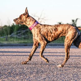 Great Dane Puppies from F&B Kennels