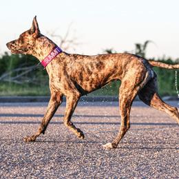 Great Dane Puppies from F&B Kennels