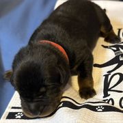 Red Collar - A Litter - Black and tan male Beauceron puppy in Sterling, Illinois from Beaucerons of Tempete De Hope