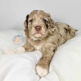 Aussiedoodle and Goldendoodle Puppies from Dandy Doodle Ranch