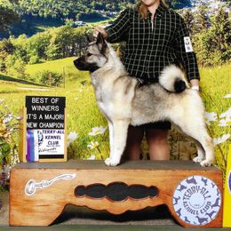 Cayenne - Norwegian Elkhound