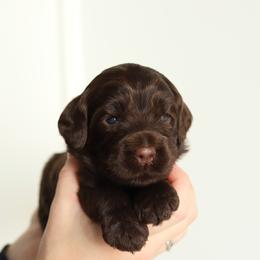 Green - Chocolate male Australian Labradoodle puppy in Williamstown, New York from Lewis Manor Labradoodles