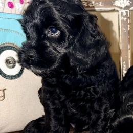 Rhett - Black male Cockapoo puppy in Richton, Mississippi from Magnolia Hill Doodles