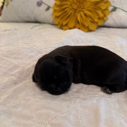 Timmy - Black male Shih Tzu puppy in Buffalo, New York from Irish Eyes ShihTzu