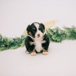 Aussiedoodle, Goldendoodle, and Miniature American Shepherd Puppies from Myers Desert Doodles