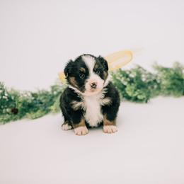 Aussiedoodle, Goldendoodle, and Miniature American Shepherd Puppies from Myers Desert Doodles