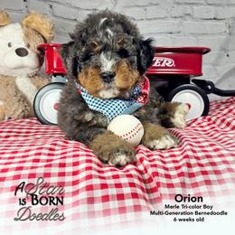 Orion - Orange Collar - Blue merle male Bernedoodle puppy in Jackson, Michigan from A Star is Born Doodles