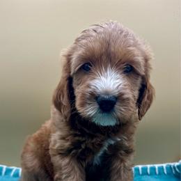Scotch - Red  male Goldendoodle puppy in Hendersonville, North Carolina from Kim's Cove
