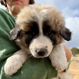 Velma- purple - Badger female Colorado Mountain Dog puppy in Cotopaxi, Colorado from Once Upon A Moose (OUM)