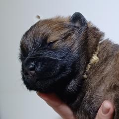Young Black Collar - Red male Eurasier puppy in Lakewood, Ohio from Exquisite Eurasier