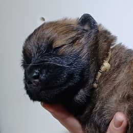 Young Black Collar - Red male Eurasier puppy in Lakewood, Ohio from Exquisite Eurasier