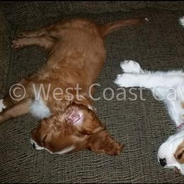 Cavalier King Charles Spaniel Puppies from West Coast Cavaliers