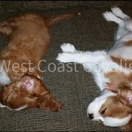 Cavalier King Charles Spaniel Puppies from West Coast Cavaliers