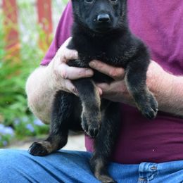 Girl 2 - Bi-color German Shepherd puppy in Bloomington, Indiana from Zu Treuen Händen, Working German Shepherd Dogs