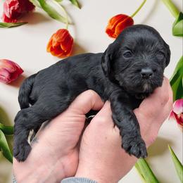 Peep - Black and tan male Cavapoo puppy in Coshocton, Ohio from Forever Family Puppies